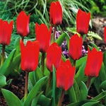 Tulipa Showinner Tulipan 'Showinner' V5SZT