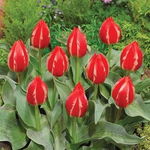 Tulipa Greiga Friendly Fire Tulipan 'Greiga Friendly Fire' 5SZT