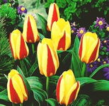 Tulipa Glück Tulipan 'Glück' 5SZT