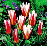 Tulipa Heart's Delight Tulipan 'Heart's Delight' 5SZT