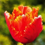 Tulipa Amazing Parrot Tulipan 'Amazing Parrot' 5SZT