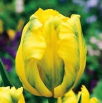 Tulipa Texas Gold Tulipan 'Texas Gold' 5SZT