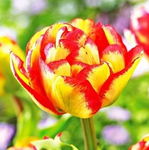 Tulipa Sundowner Tulipan 'Sundowner' 5SZT