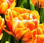 Tulipa Foxy Foxtrot Tulipan 'Foxy Foxtrot'5SZT