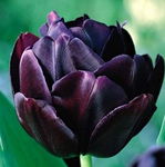 Tulipa Black Hero Tulipan 'Black Hero' 5SZT