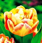 Tulipa Creme Upstar Tulipan 'Creme Upstar' 5SZT