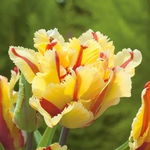 Tulipa Double Flaming Parrot Tulipan 'Double Flaming Parrot' 5SZT