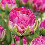 Tulipa Wicked in Pink Tulipan 'Wicked in Pink' 5SZT