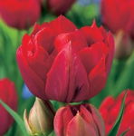 Tulipa Abba Tulipan 'Abba' 5SZT