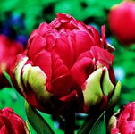 Tulipa Renown Unique Tulipan 'Renown Unique' 5SZT