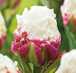 Tulipa Ice Cream Tulipan 'Ice Cream 5SZT