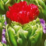 Tulipa Bull's Eye Tulipan 'Bull's Eye' 5SZT