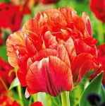 Tulipa Gudoshnik Double Tulipan 'Gudoshnik Double' 5SZT