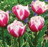 Tulipa Toplips Tulipan 'Toplips' 5SZT