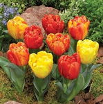 Tulipa Flaming Baby Tulipan 'Flaming Baby' 5SZT