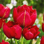 Tulipa Estatic Tulipan 'Estatic' 5SZT