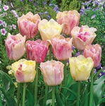 Tulipa Silk Road Tulipan 'Silk Road' 5SZT