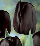 Tulipa Queen of Night Tulipan 'Queen of Night' 5SZT