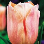 Tulipa Apricot Beauty Tulipan 'Apricot Beauty'5SZT