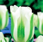 Tulipa Green Spirit Tulipan 'Green Spirit' 5SZT