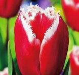 Tulipa Canasta Tulipan 'Canasta' 5SZT