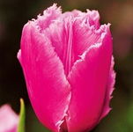 Tulipa Pink Survival Tulipan 'Pink Survival' 5SZT