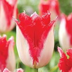 Tulipa Sweets Paradise Tulipan 'Sweets Paradise' 5SZT