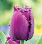 Tulipa Curly Sue Tulipan 'Curly Sue' 5SZT