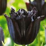 Tulipa Fringed Black® Tulipan 'Fringed Black'® 5SZT