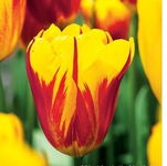 Tulipa Washington Tulipan 'Washington' 5SZT