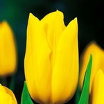 Tulipa Strong Gold Tulipan 'Strong Gold 5SZT