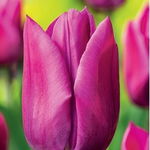 Tulipa Lilac Cup Tulipan 'Lilac Cup' 5SZT