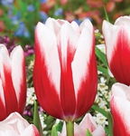 Tulipa Timeless Tulipan 'Timeless'5SZT