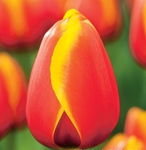 Tulipa World Friend Tulipan 'World Friend'5SZT