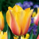 Tulipa Blushing Lady Tulipan 'Blushing Lady' 5SZT