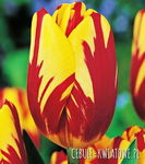 Tulipa Helmar Tulipan 'Helmar' 5SZT