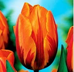 Tulipa Prinses Margiet Tulipan 'Prinses Margiet' 5SZT