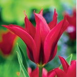 Tulipa Doll's Minuet Tulipan 'Doll's Minuet'5SZT