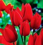 Tulipa Fiery Club Tulipan 'Fiery Club'5SZT