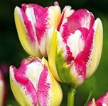 Tulipa Del Piero Tulipan 'Del Piero'5SZT