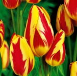 Tulipa Wonder Club Tulipan 'Wonder Club'5SZT