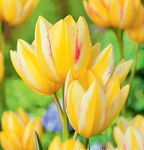 Tulipa Antoinette Tulipan 'Antoinette'5SZT