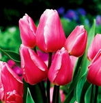 Tulipa Happy Family Tulipan 'Happy Family'5SZT