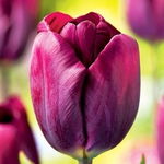 Tulipa Purple Lady Tulipan 'Purple Lady'5SZT