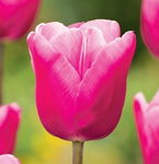 Tulipa Jumbo Pink Tulipan 'Jumbo Pink'5SZT