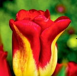 Tulipa Match Tulipan 'Match'5SZT