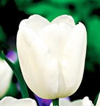 Tulipan White Dream -5szt