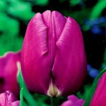 Tulipa - Tulipan Purple Flag- 5szt