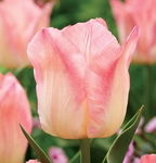 Tulipa - Tulipan Pink Dream -5szt