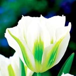 Kapers Tulipa - Tulipan Spring Green -5szt